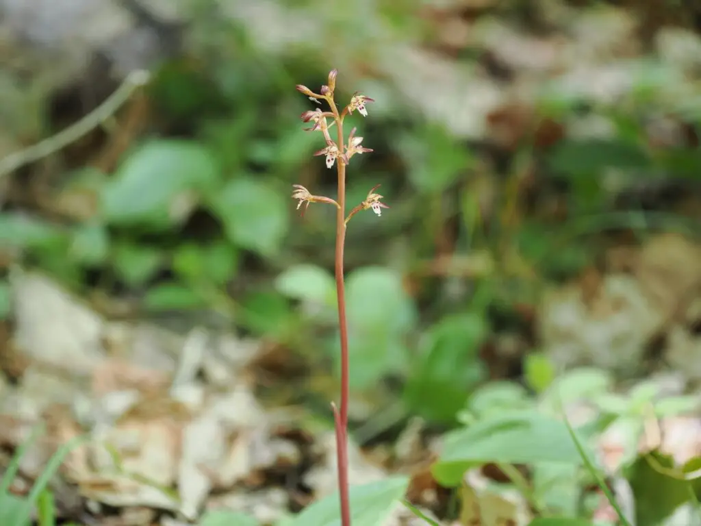 Spotted Coralroot