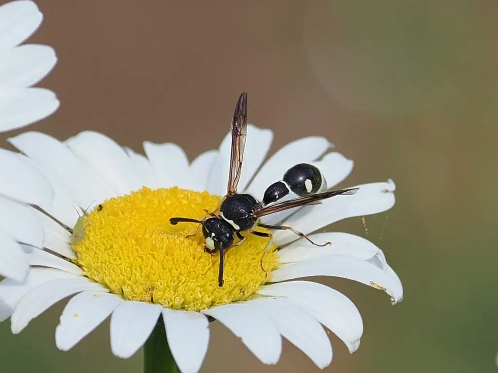 Potter Wasp (genus Eumenes) with mud nest constructed on a nearby Common Viper’s Bugloss.