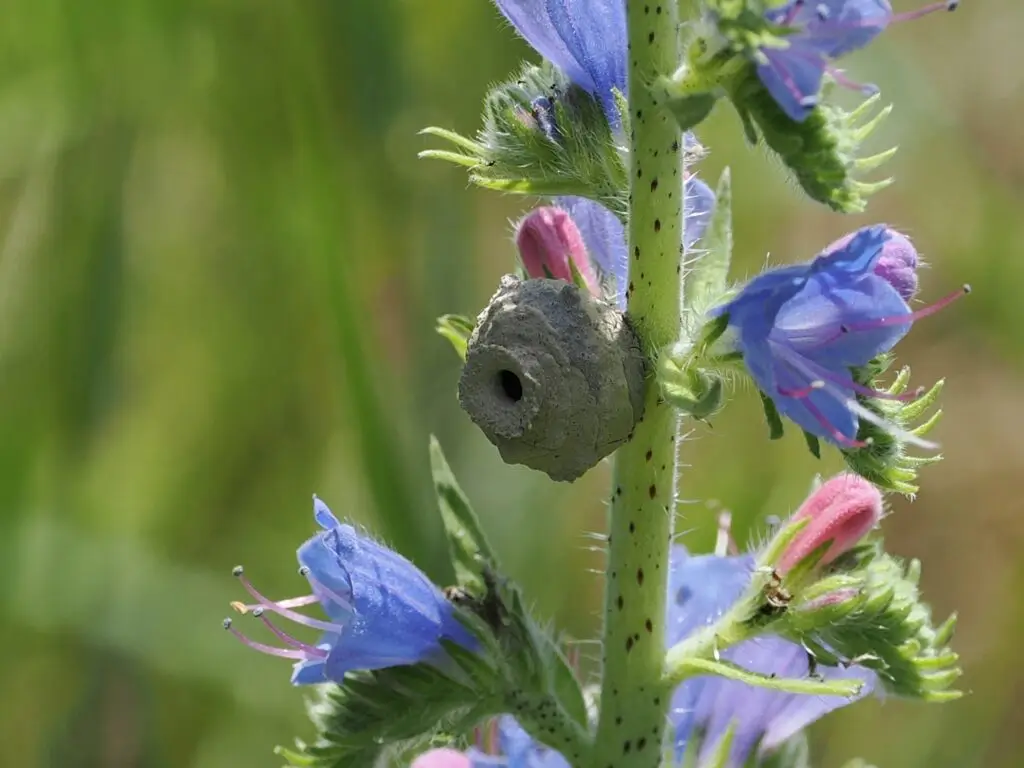 Potter Wasp (genus Eumenes) with mud nest constructed on a nearby Common Viper’s Bugloss.