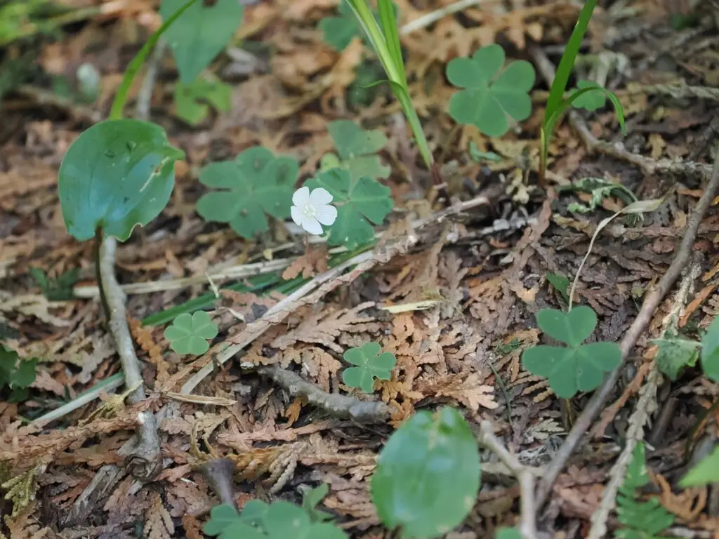 Mountain Woodsorrel
