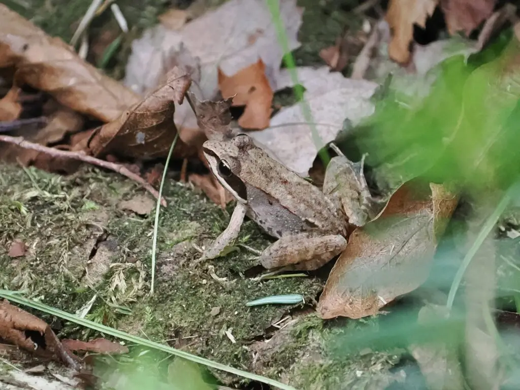 Wood Frog.