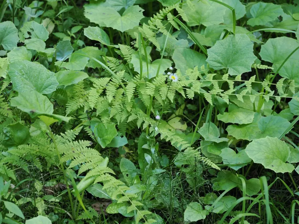 Bulblet Fern