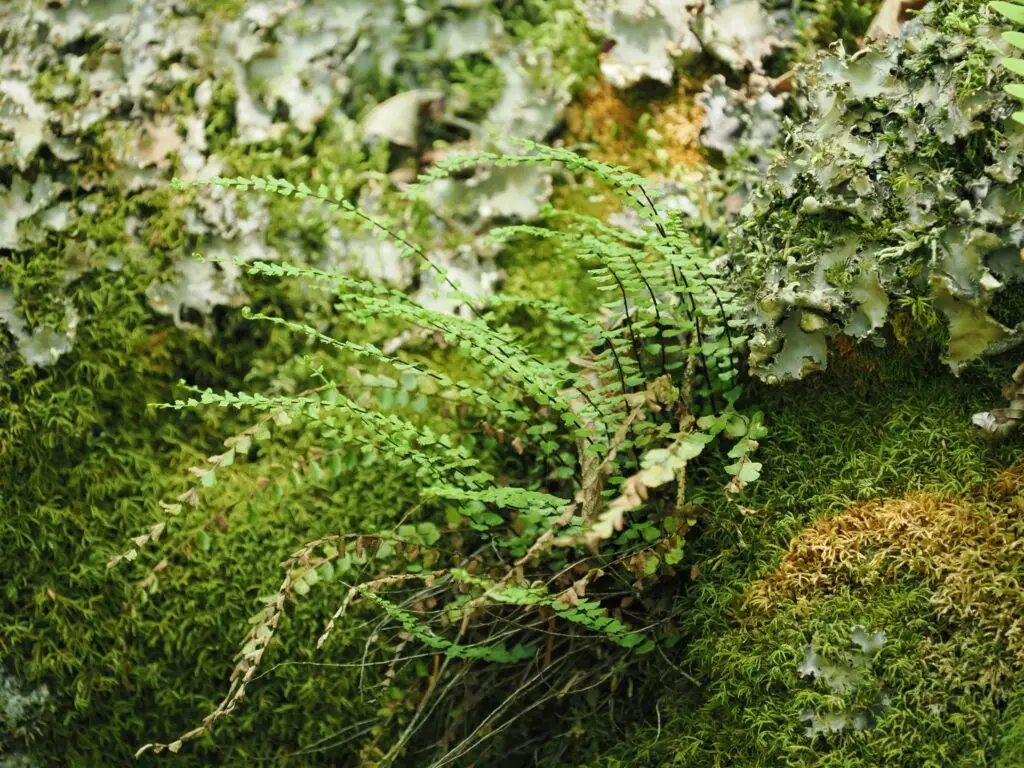 Maidenhair Spleenwort