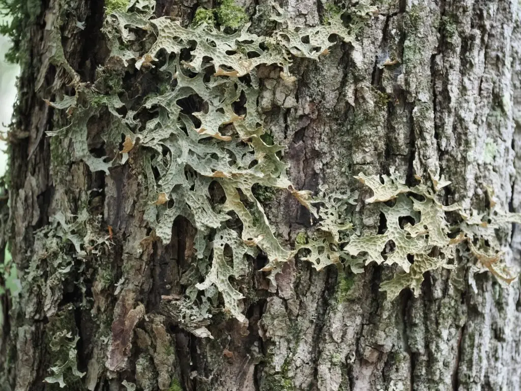 Tree Lungwort