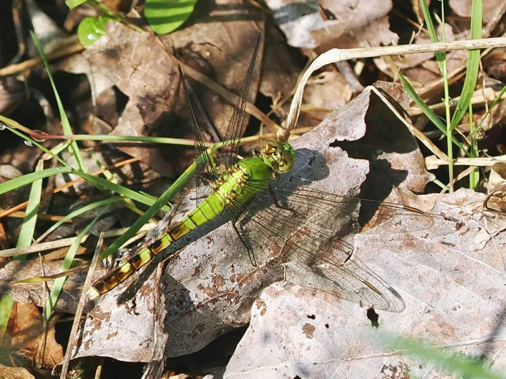 Eastern pondhawk dragonfly, Erythemis simplicicollis