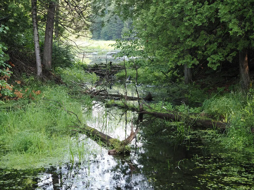 Wetland view at California Road in Lanark Highlands