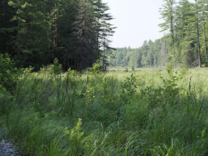 View of wetlands from California Road, Lanark County