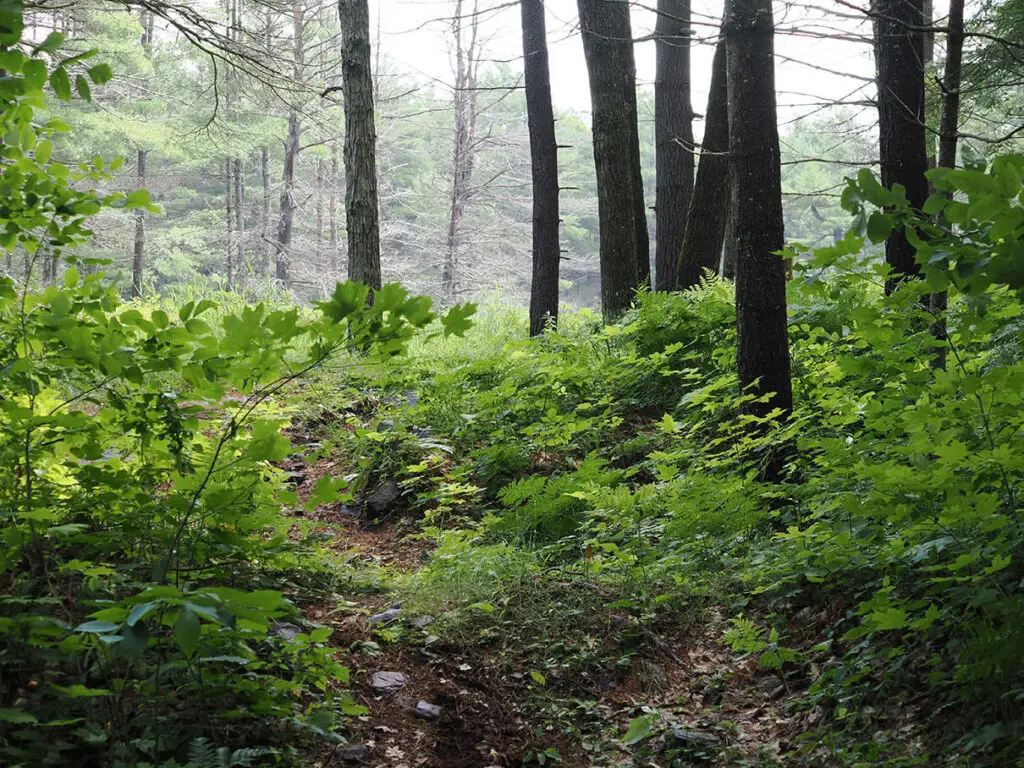 a side path leading up to a beaver pond at California Road