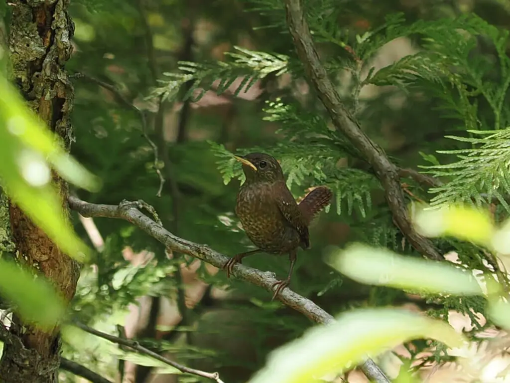 A wren perches on a branch