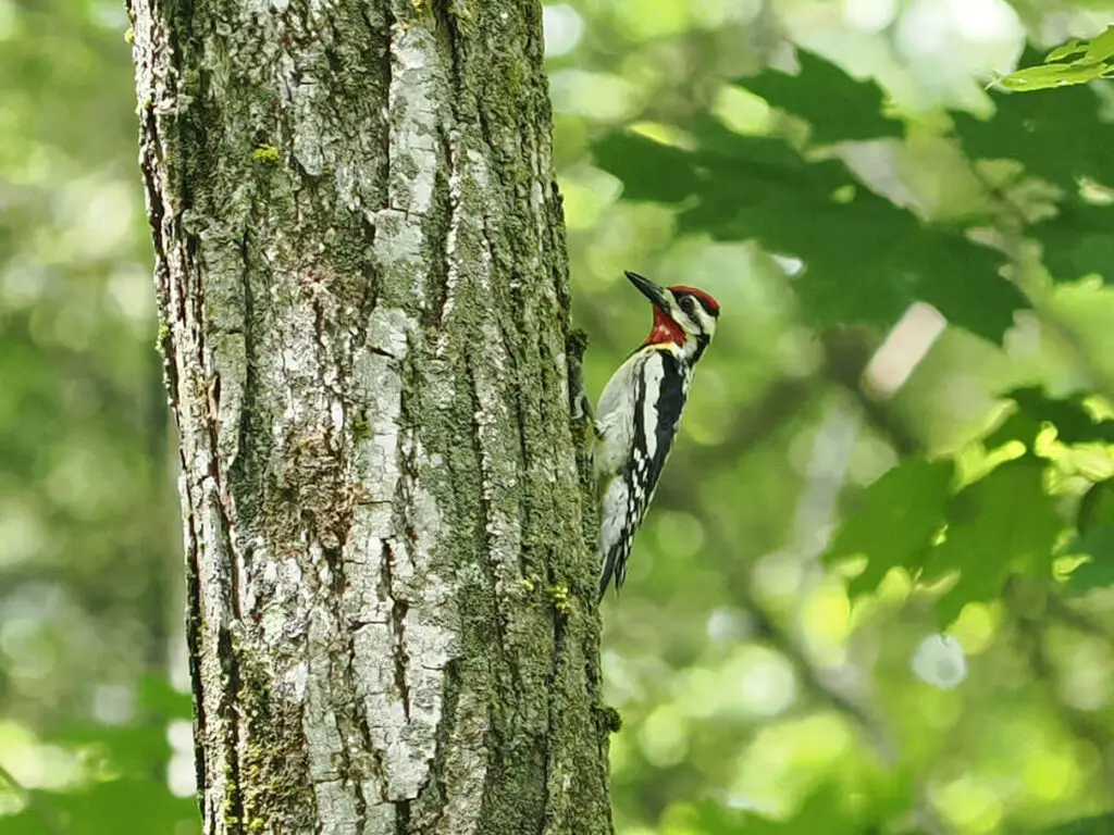 Yellow-bellied sapsucker, Sphyrapicus varius
