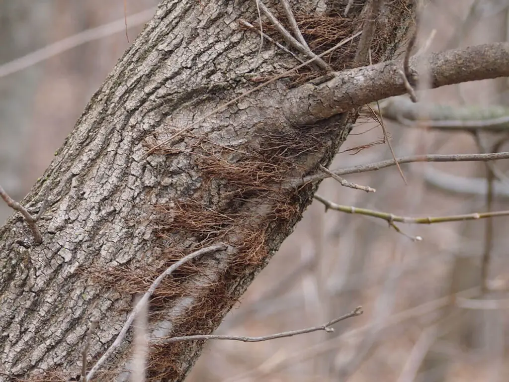 Eastern poison ivy climbing a tree trunk with aerial roots