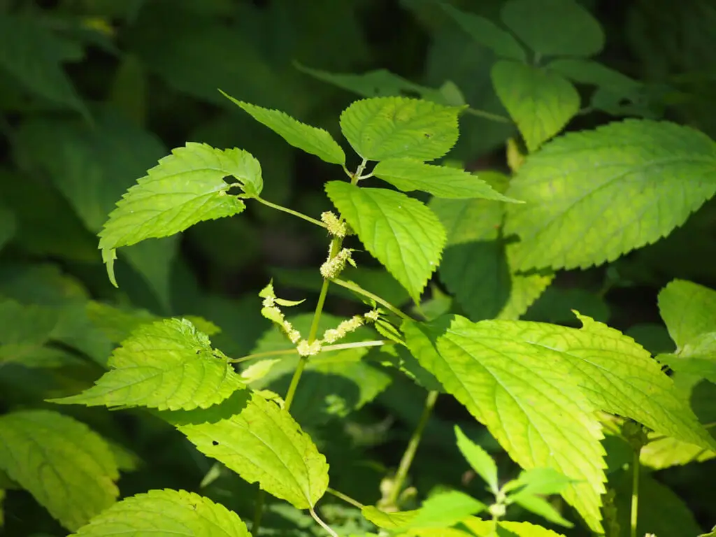 False nettles, Boehmeria cylindrica