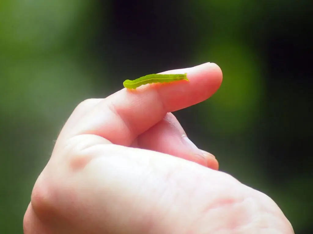 Red-lined panopoda moth larva, Panopoda rufimargo, spotted earlier in August