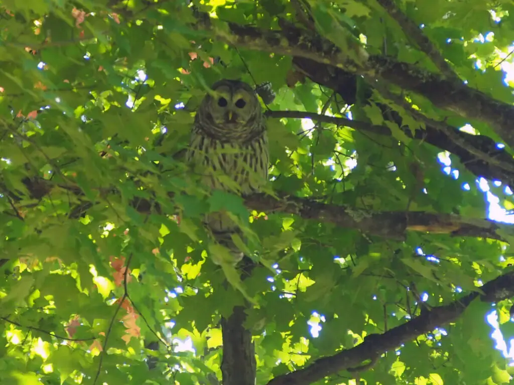 Barred owl, Strix varia, spotted near Limestone Lake