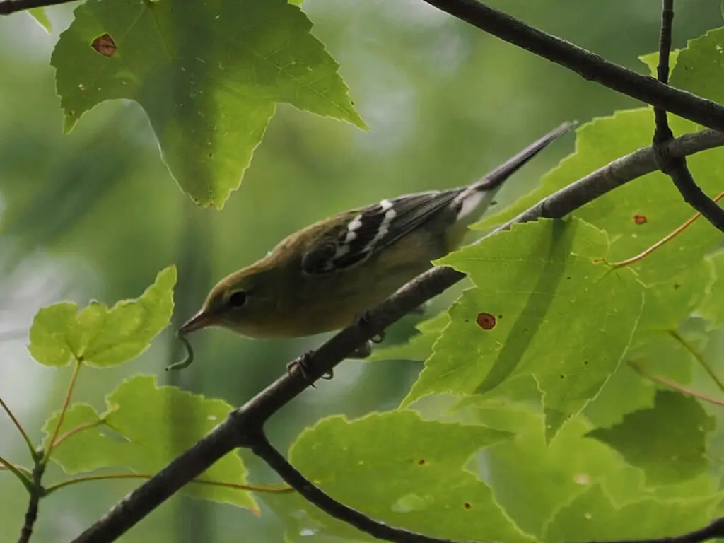 Bay-breasted warbler with a green caterpillar in its beak along the Lower Madawaska River