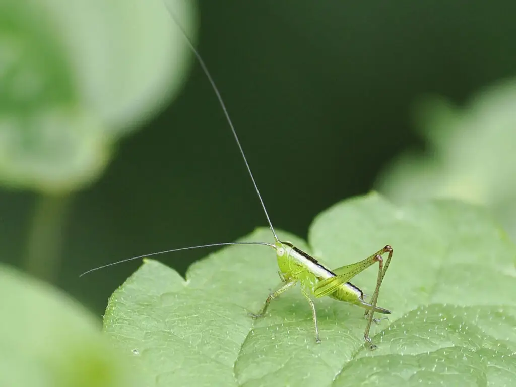 Meadow katydid near Crooked Rapids on the Lower Madawaska River