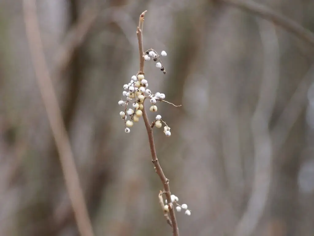 Poison ivy berries in late fall or winter