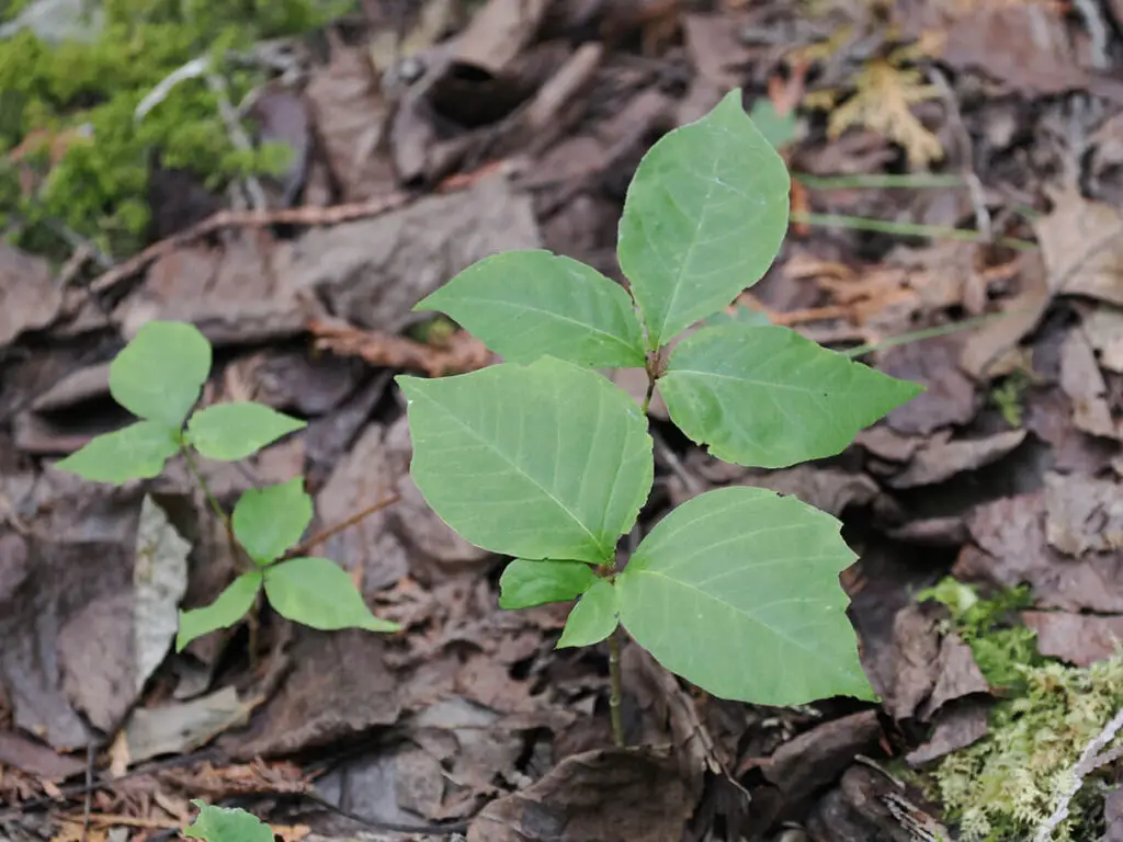Western poison ivy in spring