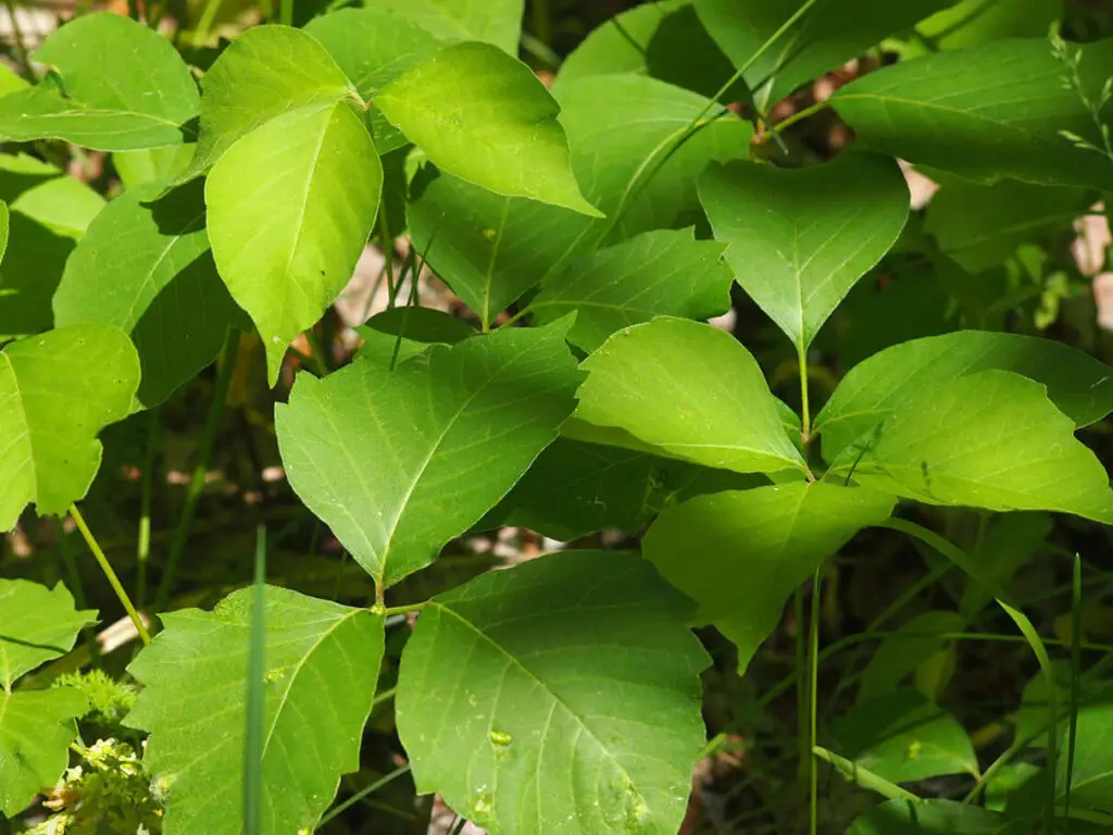 Western poison ivy in midsummer