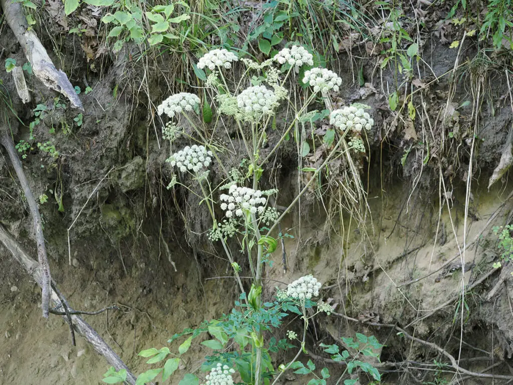 Wild angelica, Angelica sylvestris