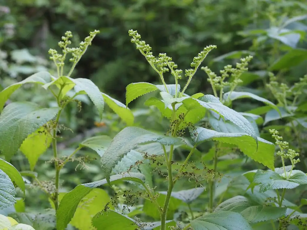 Wood nettles, Laportea canadensis