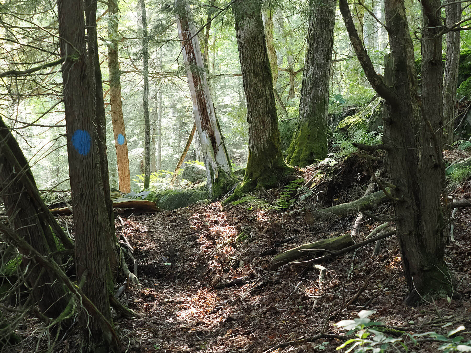 view of the trail at Aird Creek MapleCross Nature Reserve