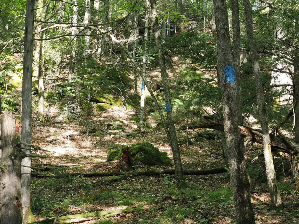 trail surrounded by mossy rocks at Aird Creek Maplecross
