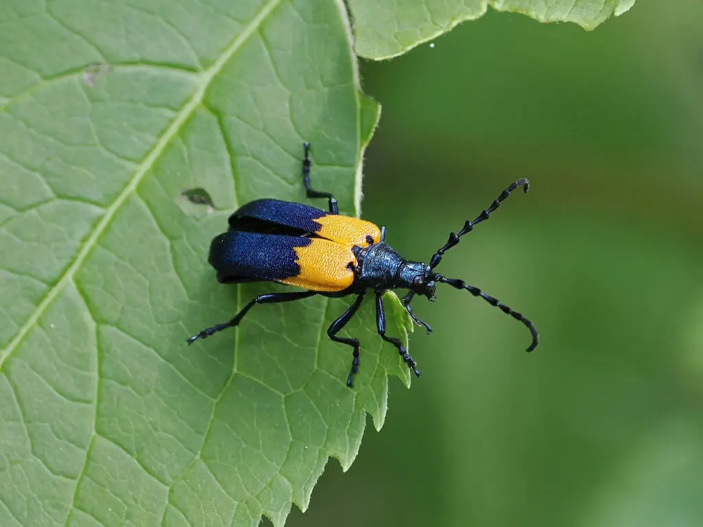 Eastern elderberry borer beetle at Aird Creek MapleCross