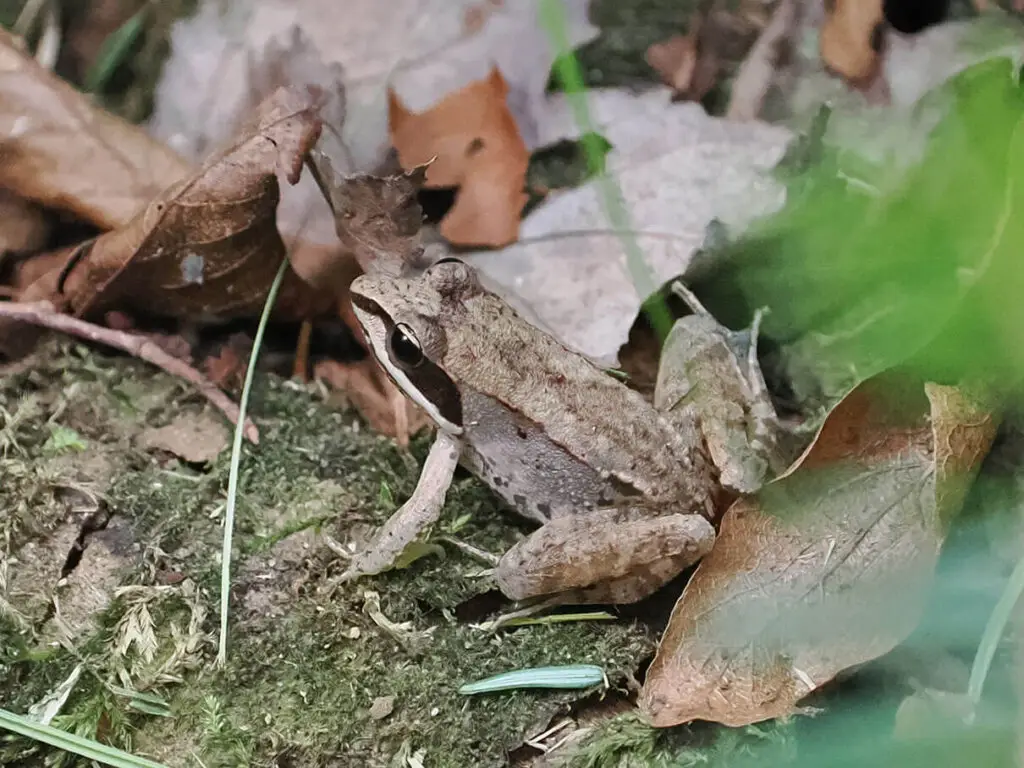 Wood frog at Aird Creek Nature Reserve