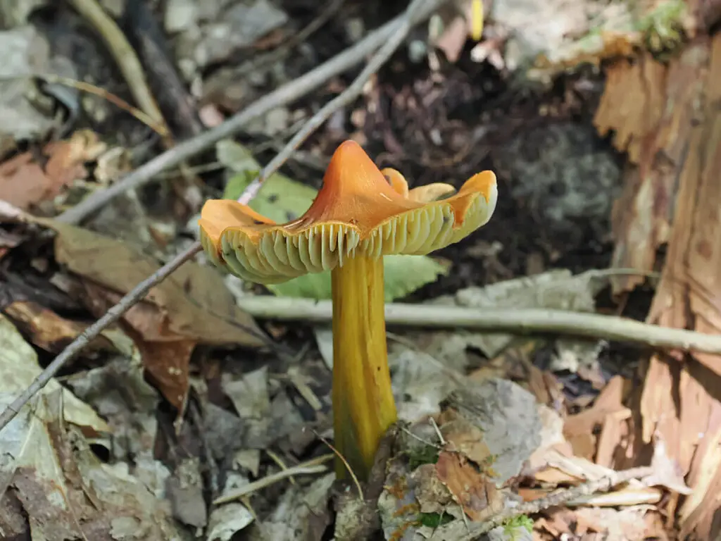 Witches hat mushroom along the trail at Aird Creek