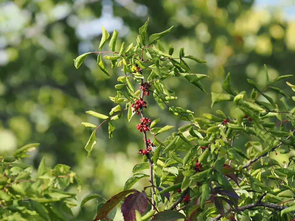 Prickly ash, Zanthoxylum americanum