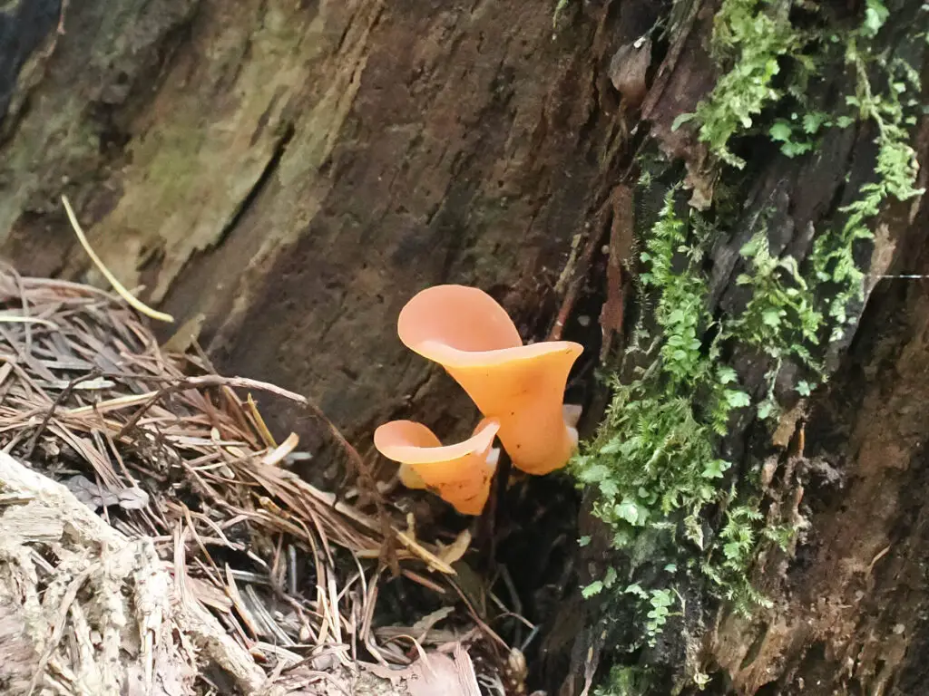 Twice Around Rogers Pond At Marlborough Forest