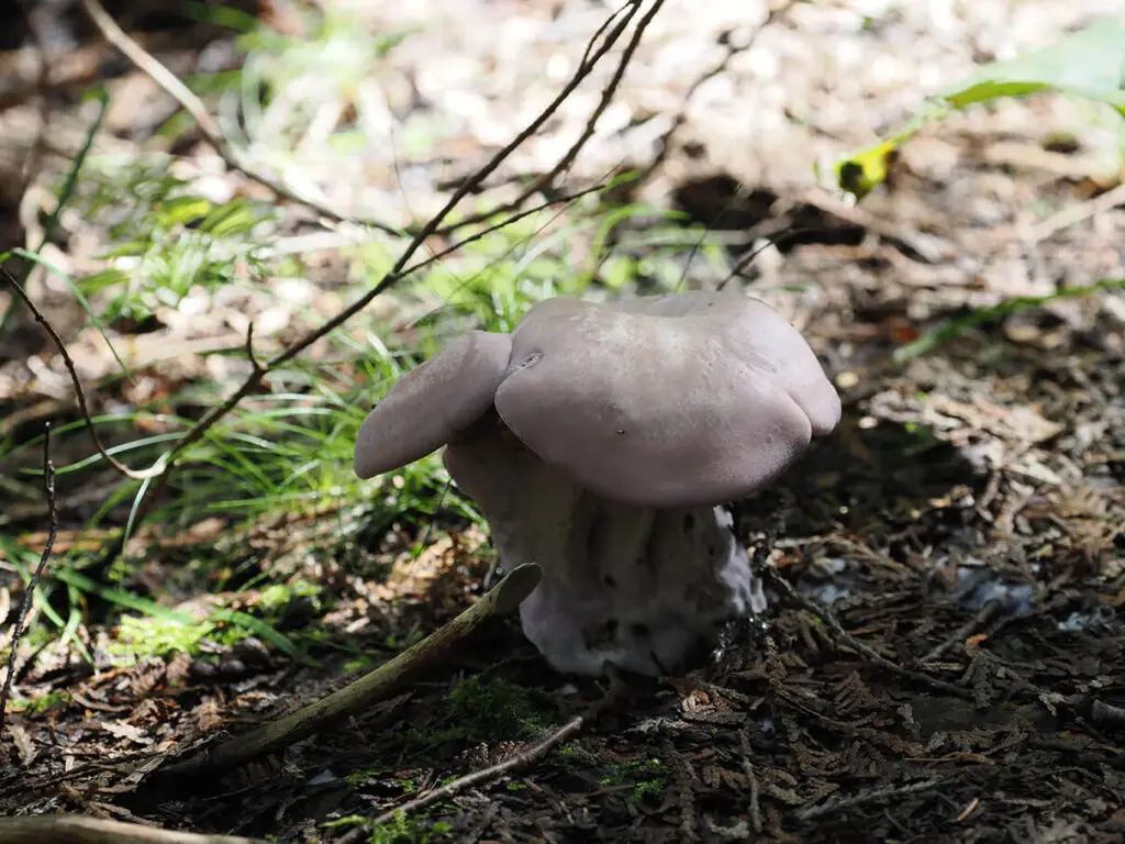 Blewits, family Clitocybaceae