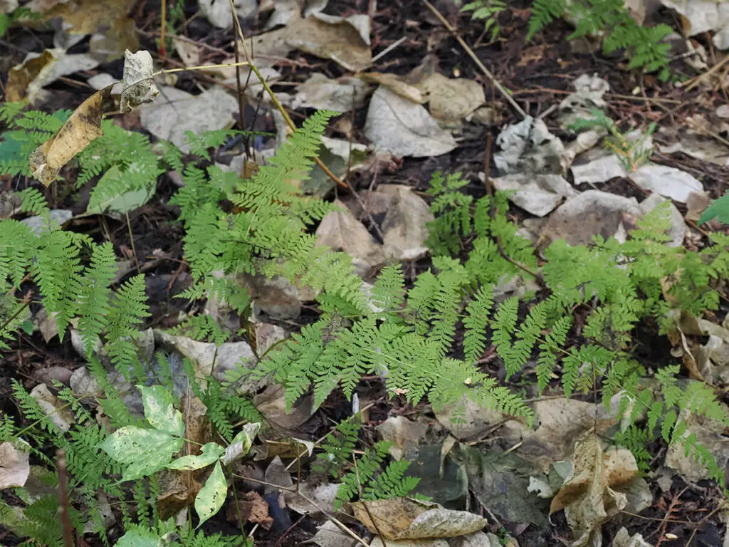 Bulblet fern, Cystopteris bulbifera