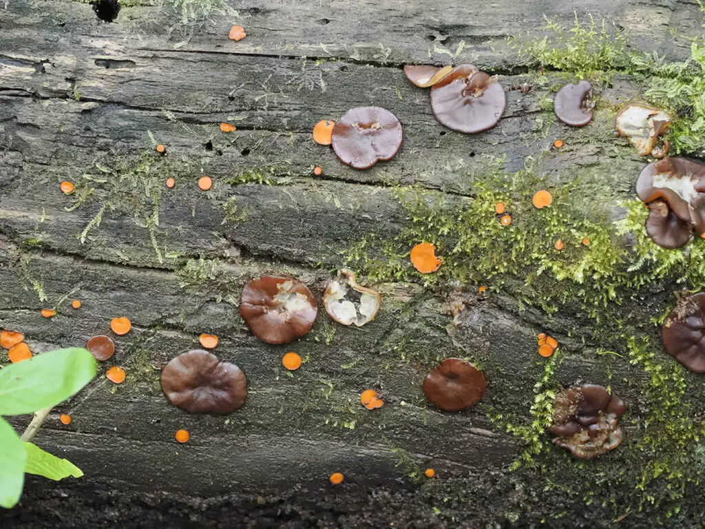 Copper penny fungus, Pachyella clypeata and eyelash cups, genus Scutellinia
