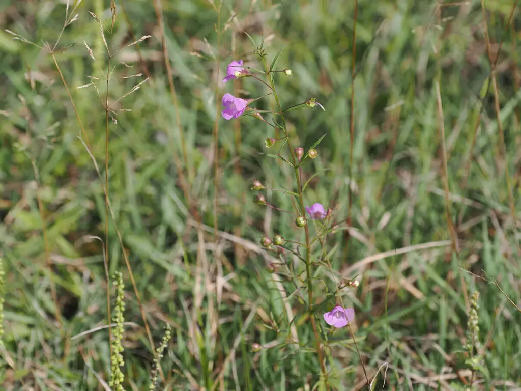 False foxglove, genus Agalinis