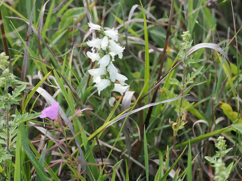 Ladies' tress orchid, genus Spiranthes