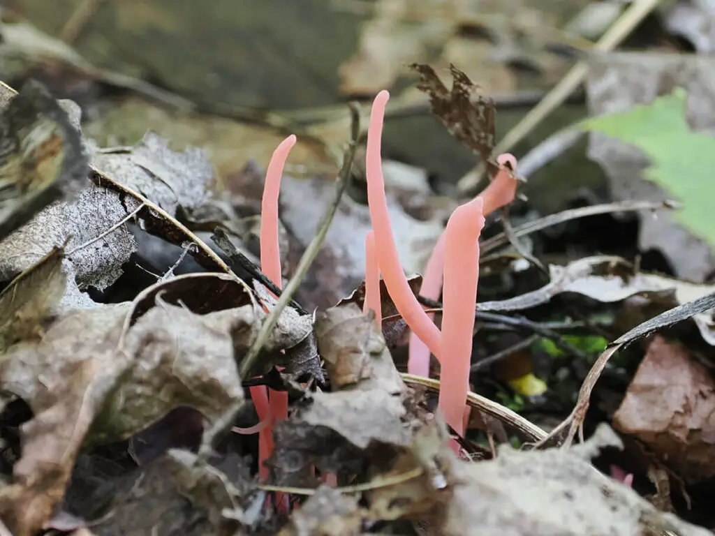 Rose spindle, Clavaria rosea
