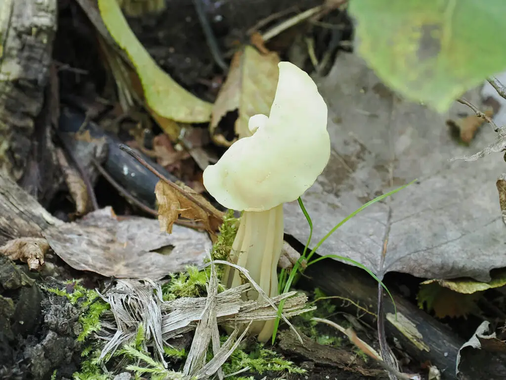 Saddle-shaped false morel, Paragyromitra infula