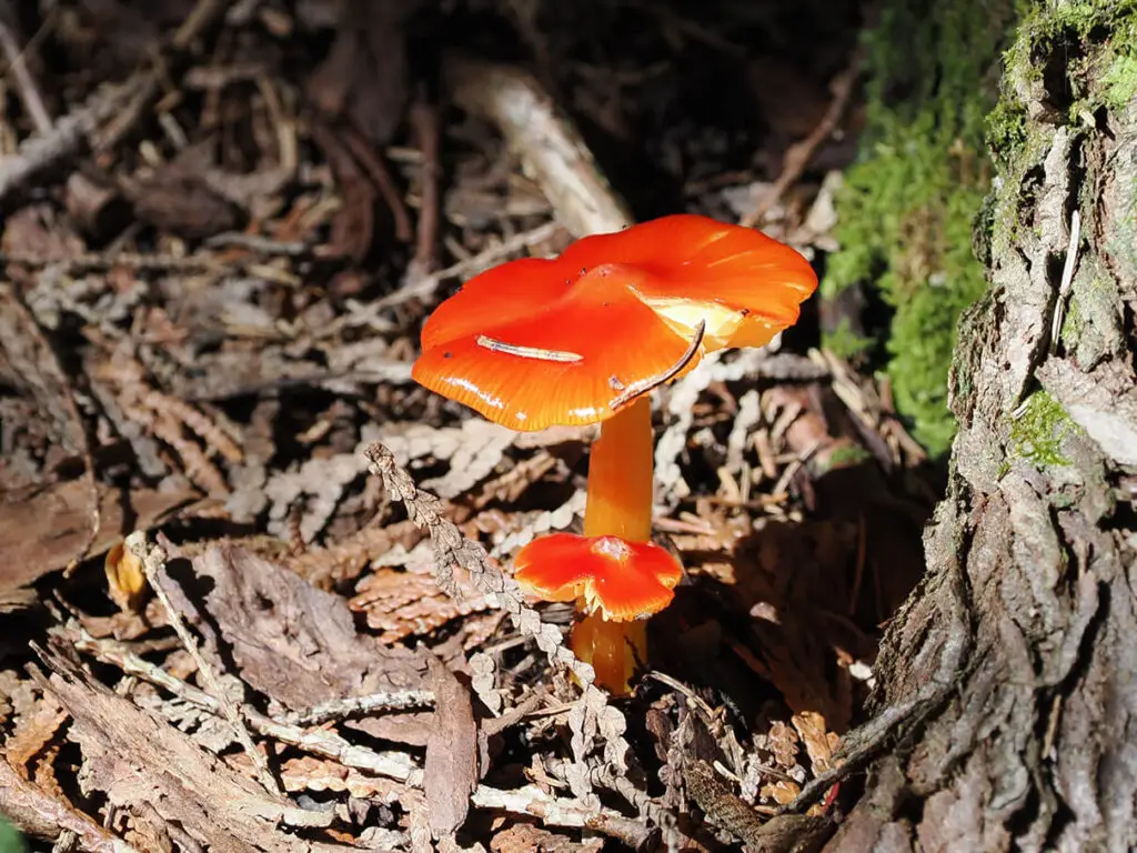 Waxcaps, genus Hygrocybe