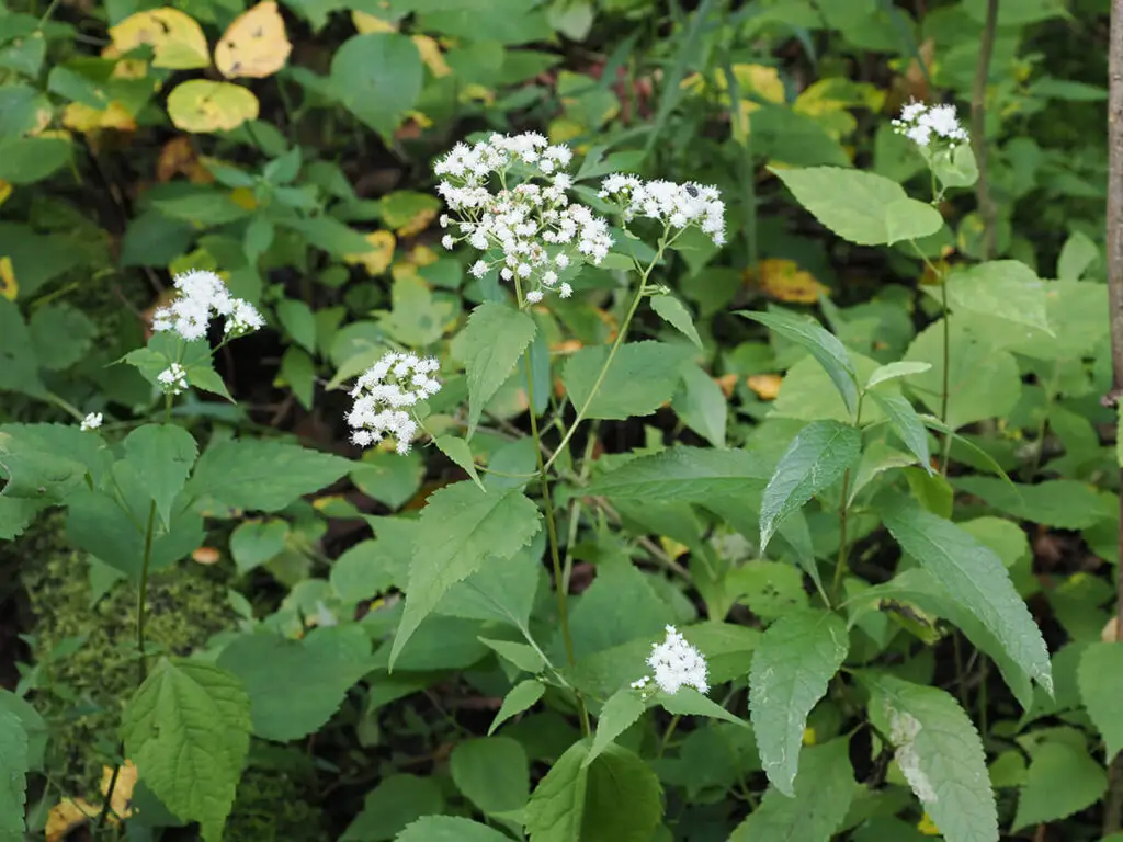 White snakeroot, Ageratina altissima