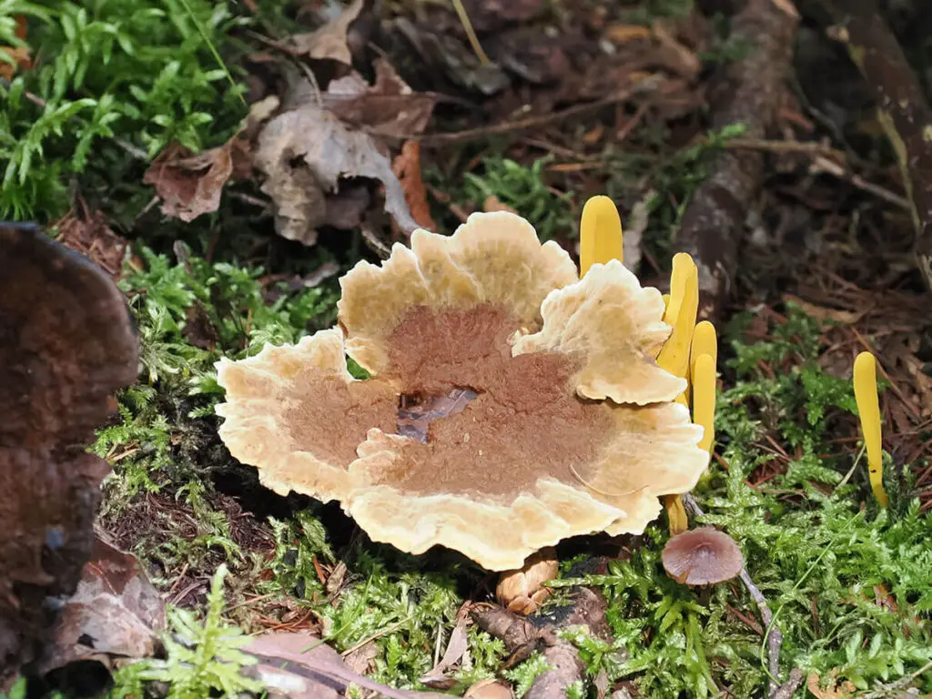 Woolly velvet polypore, Onnia tomentosa